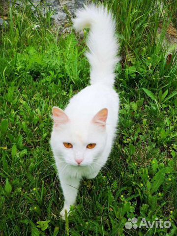 Белая ласковая кошка в добрые руки