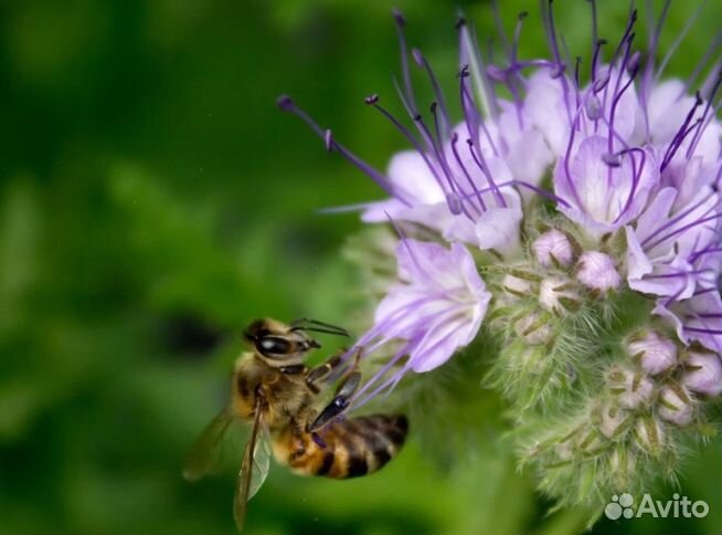 Мёд 2024 года из Алтая опт