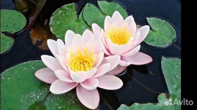 Нимфеи кувшинки