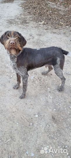 Дратхаар. Вязка