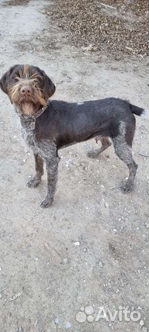 Дратхаар. Вязка