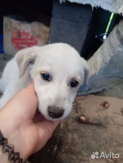 Щенок (девочка)