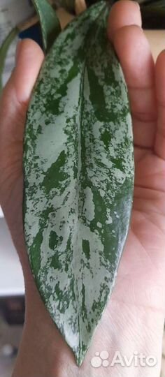 Хойи на срез