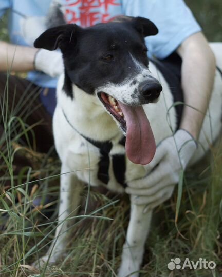 Красавчик Смоки хочет домой из приюта
