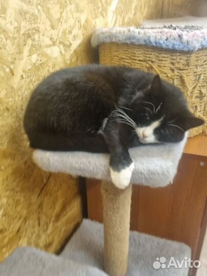 Кошка ищет дом