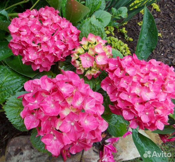 Саженцы гортензии