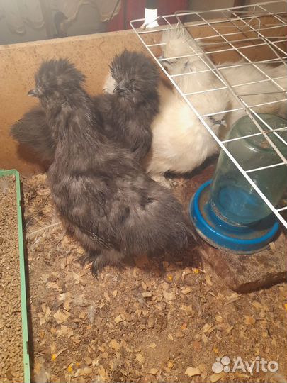 Цыплята разных возрастов, инкубационное яйцо