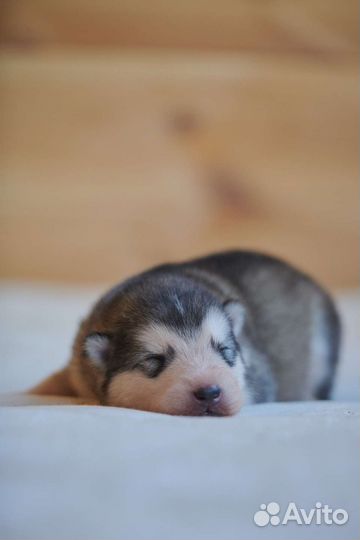 Аляскинский маламут