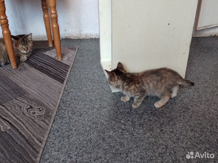 Отдам в добрые руки котят