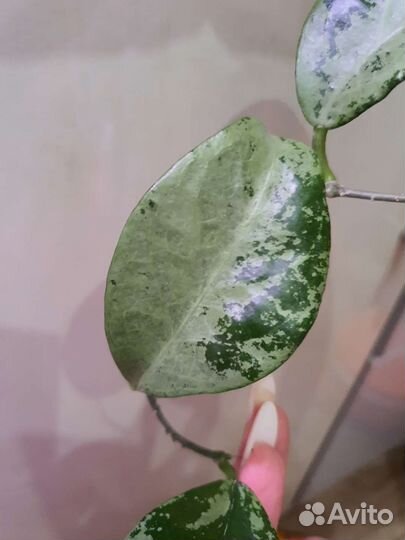 Hoya Nabawanensis var., Nevrosa Jokul