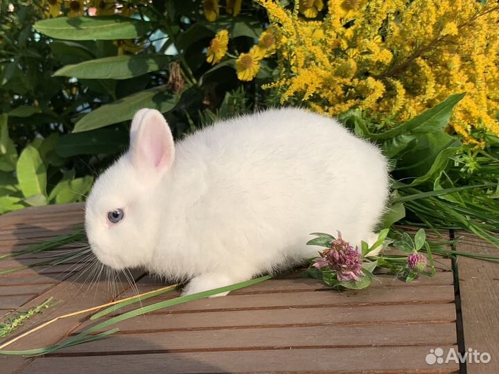 Белые крольчата гермелин