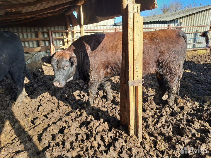 Быки на мясо