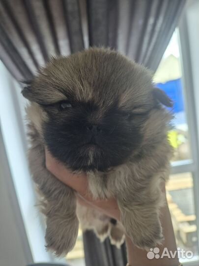 Щенки пекинеса