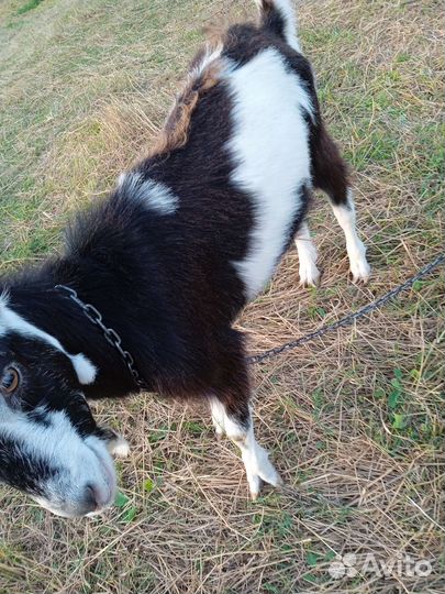 Козлы на племя