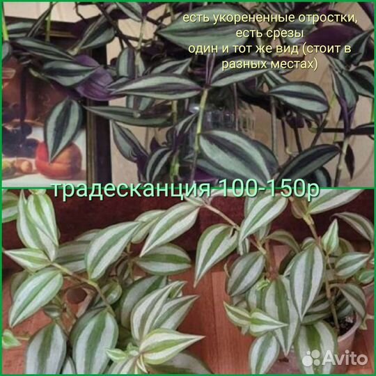 Комнатные цветы