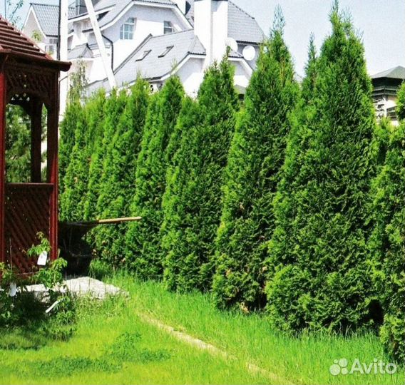 Декоративные деревья для сада