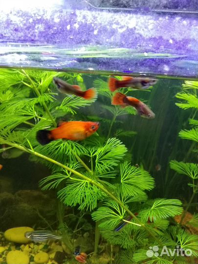 Аквариумные растения, рыбки гуппи и пецилии
