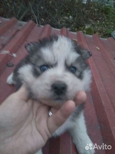Щенки аляскис