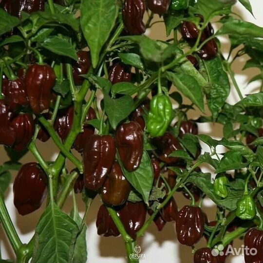 Перец острый хабанеро