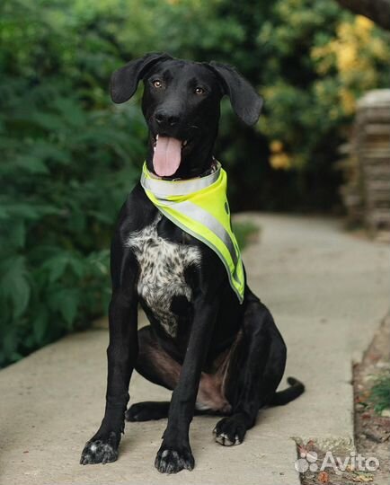 Интересный щенок девочка в добрые руки