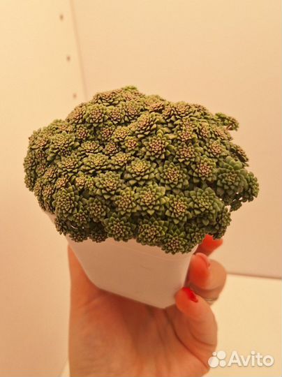 Монантес муралис