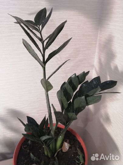 Чёрный замиокулькас Равен