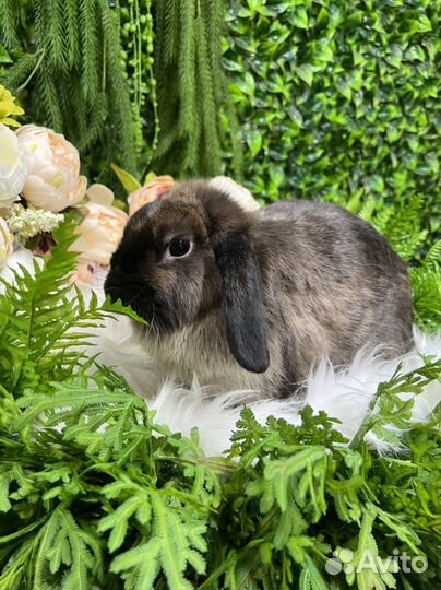 Идеальный питомец кролик