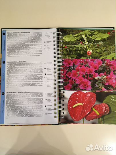 Миллион цветов для красоты нашего дома Т.П.Князева