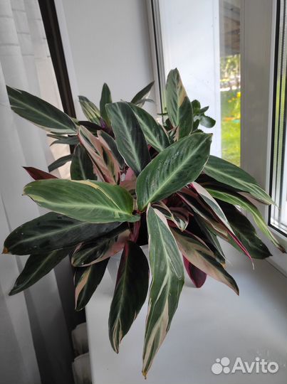 Строманта триколор