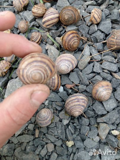 Улитки садовые
