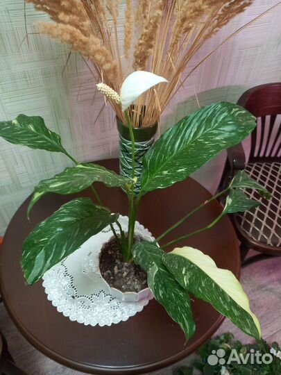 Спатифиллумы