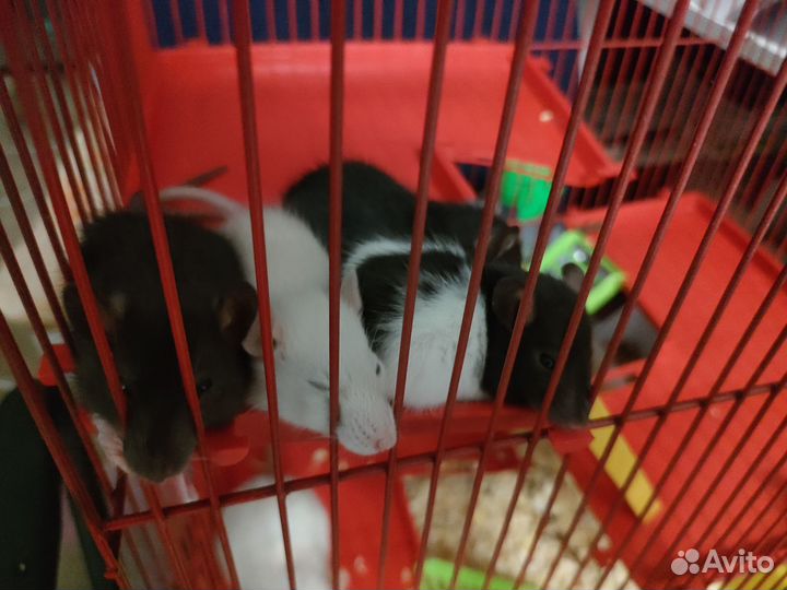 Крысята в добрые руки