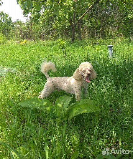 Малый пудель