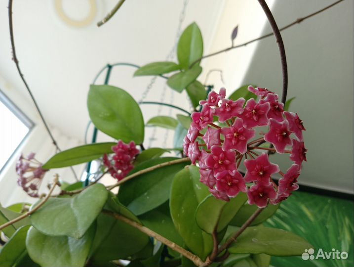 Хойи разные