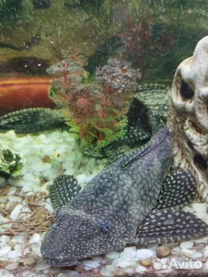 Анциструс крупный