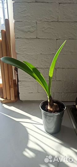 Гиппеаструм амариллис