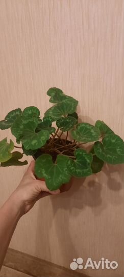 Комнатные цветы