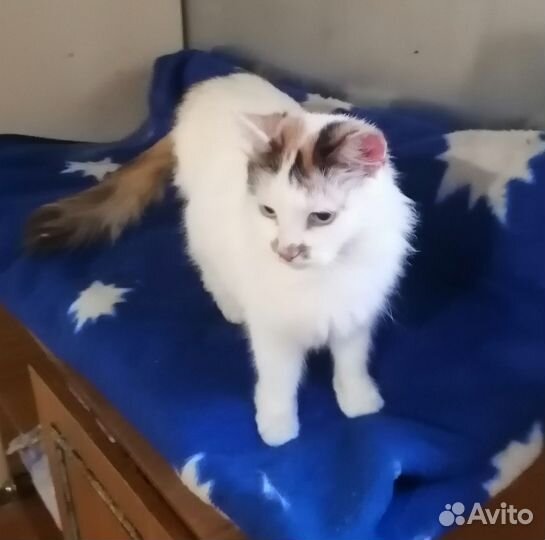 Передержка животных (кошек, щенков)