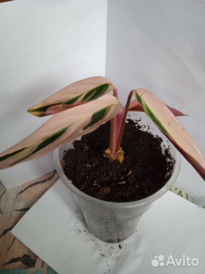 Строманта триколор