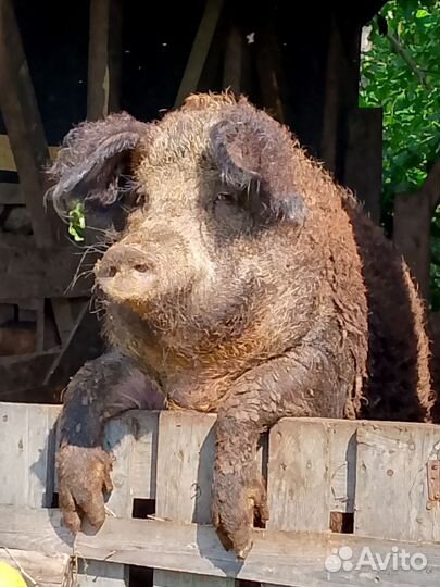 Свиноматка