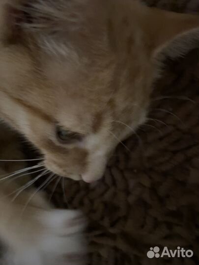 Отдам даром кота