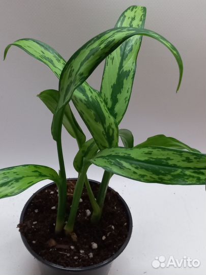 Аглаонема кутлас