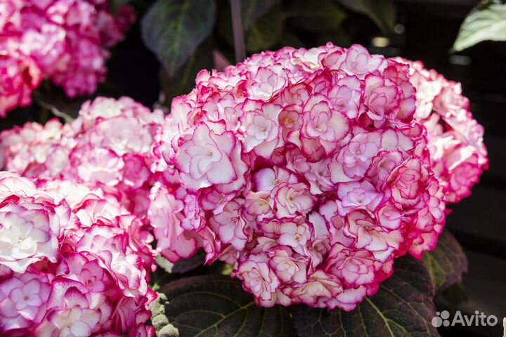 Гортензия новинки, цветы многолетние
