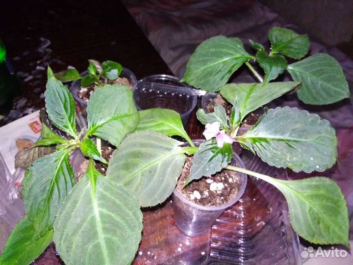 Бальзамин и Калерия