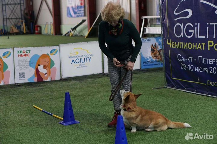 Воспитание и дрессировка собак