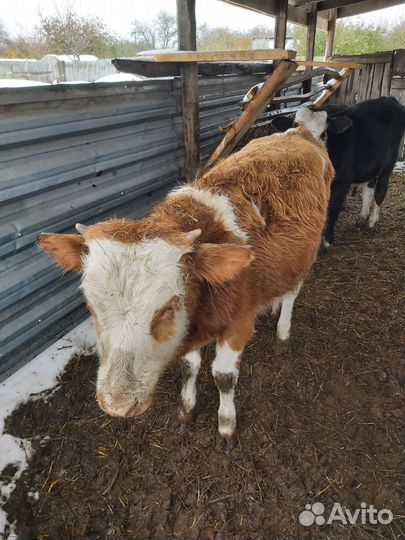 Продажа николаевских голубей