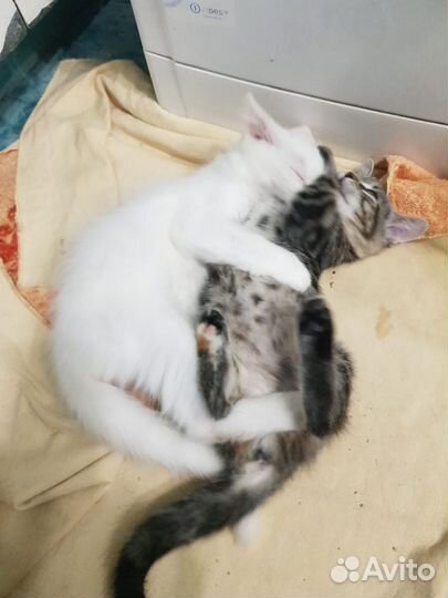 Котята турецкой ангоры