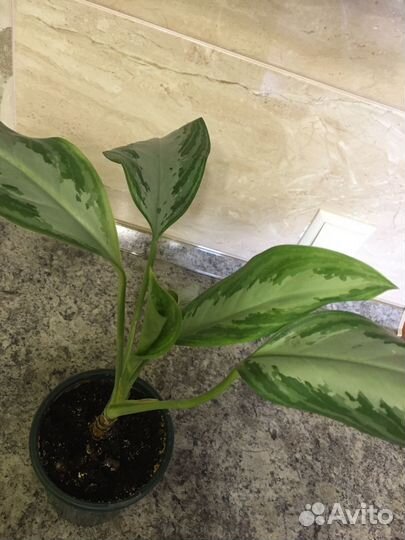 Аглаонема Сильвер Бей