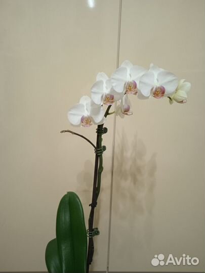 Орхидея фаленопсис