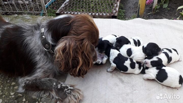 Щенки русского спаниеля